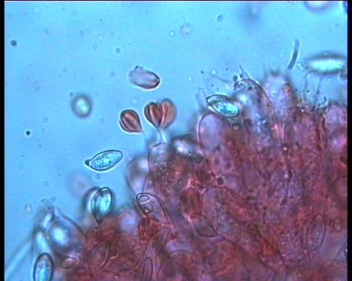 Clitopilus  cystidiatus       Hauskn. & Noordel.